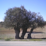 eleokaliergia_4
